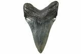 Serrated, Fossil Megalodon Tooth - South Carolina #310430-1